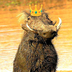 king of savannah 👑👑