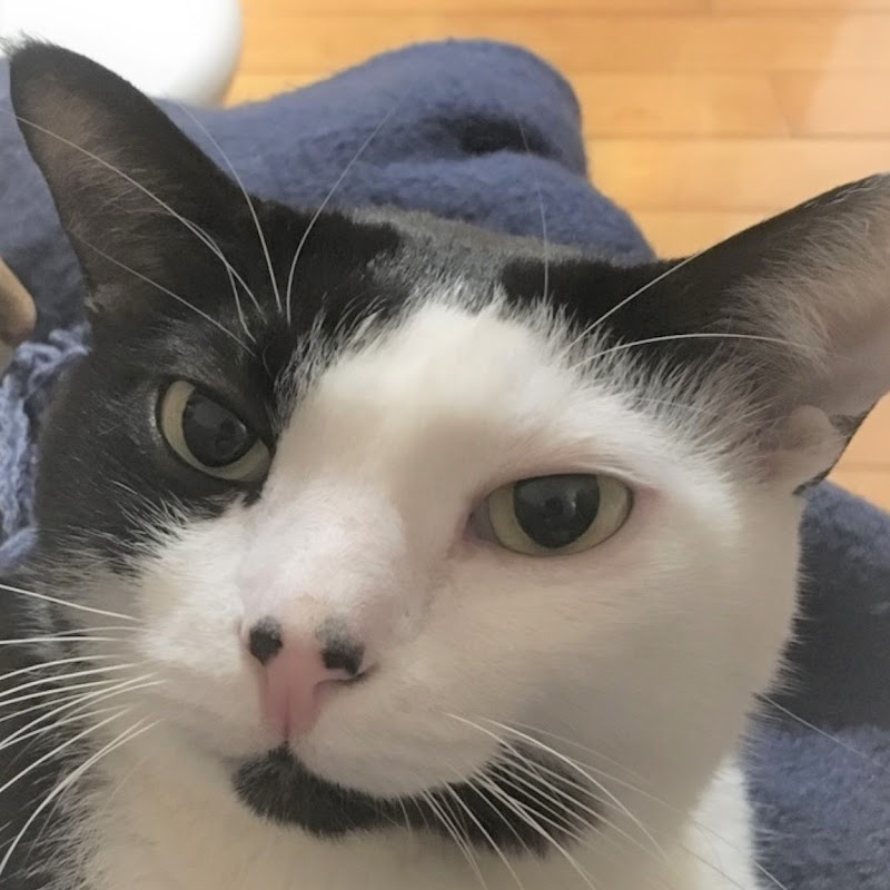 豬仔包的生活頻道 Logo