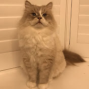 thebigcats