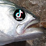 E_moX6rwLXw-channel-avatar-tiktok scales