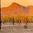 EZfRM48W4wU-channel-avatar-Salvaging in AZ.