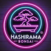 Hashirama Bonsai