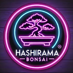 Hashirama Bonsai