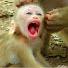 ydPtn1JUDZE-channel-avatar-Wild Monkeys Nature
