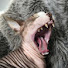 2XvFrVlnrhY-channel-avatar-SubSphynx
