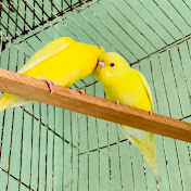 Bird Nest TV