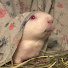 3ky0aLUgxuU-channel-avatar-The Retro G Pig Channel