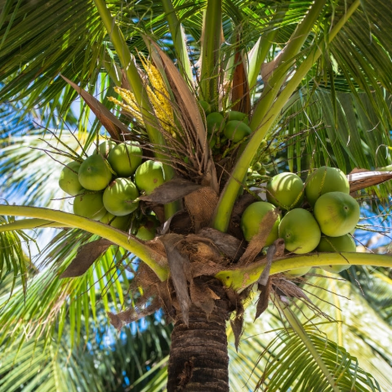 Hire TekNik & cooking channel — Food Science & Culinary Techniques YouTube creator for sponsorships