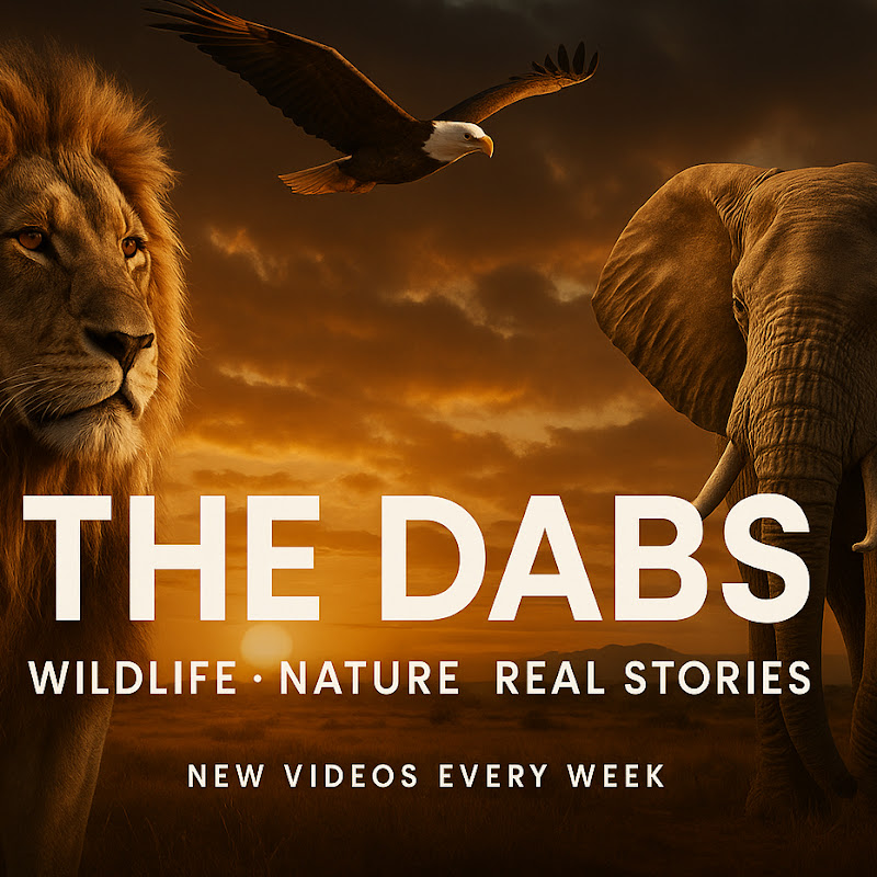 THE  DABS 