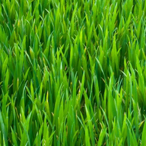 King Grass