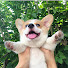 Ra1HuU3dKmI-channel-avatar-Corgi Audio Truyện BL and 2 more