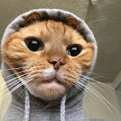  CatVibes
