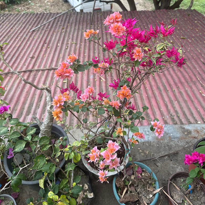 Olives Plants