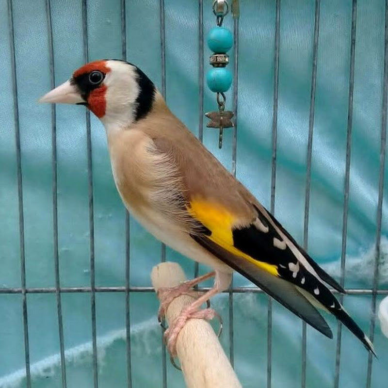 GoldFinch 222