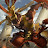 avatar of @akasnatched9801