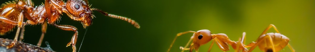 Amazing Ants ইউটিউব চ্যানেল অ্যাভাটার