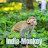 @India-monkey