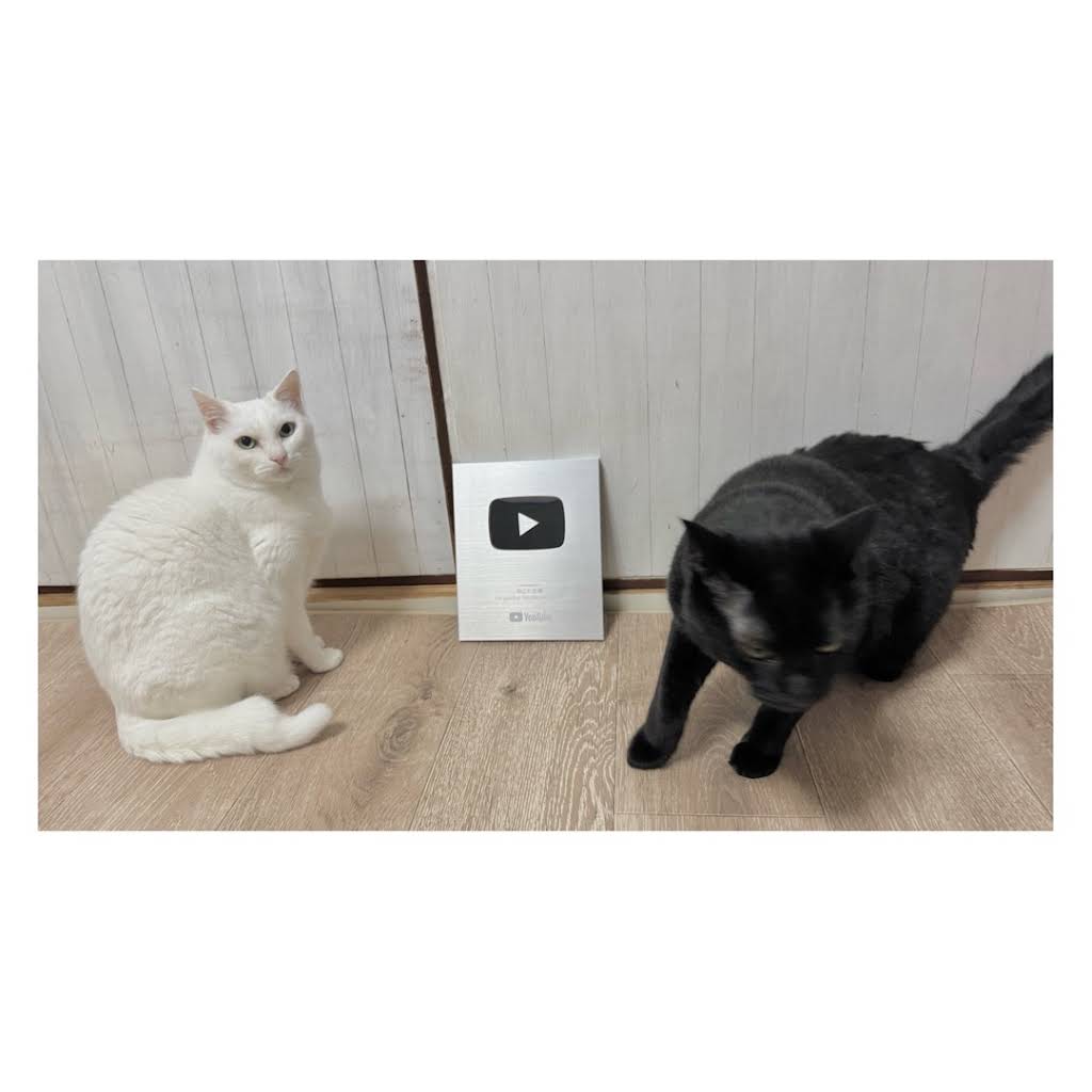 ねこたま庵 - YouTube