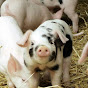 Pig Farm KR logo