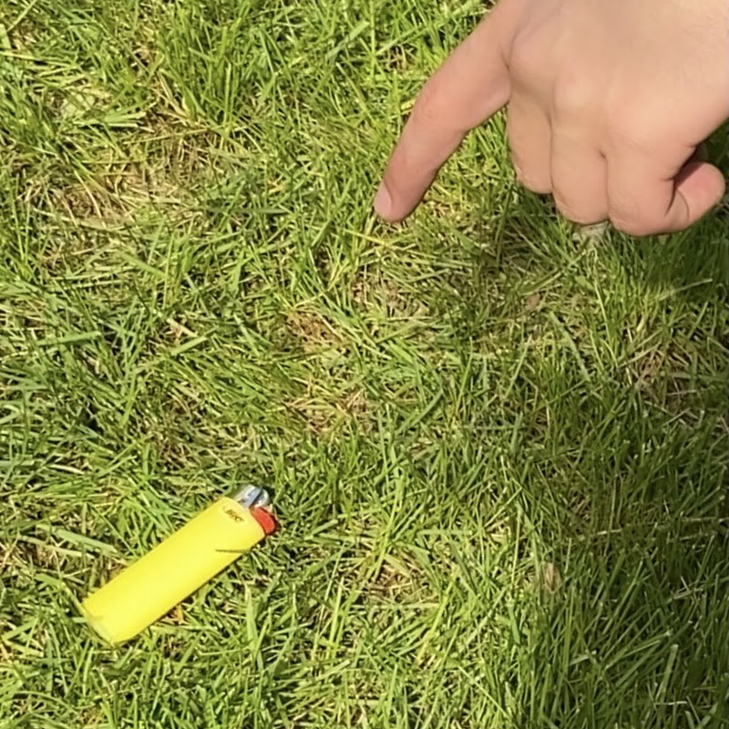 Mother Earth's Lighter