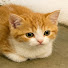 T61tg-c-6z8-channel-avatar-Sneaky Pets