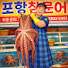 포항참문어octopus