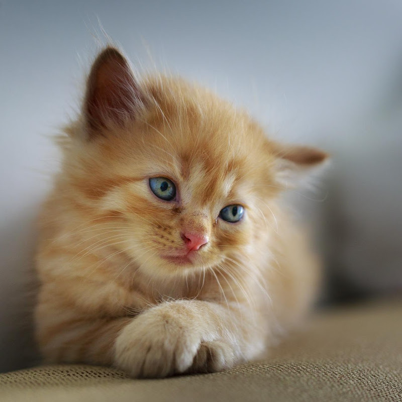 Beauty Kittens icon