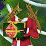 iRD3CeIZEDE-channel-avatar-vampire_toothy