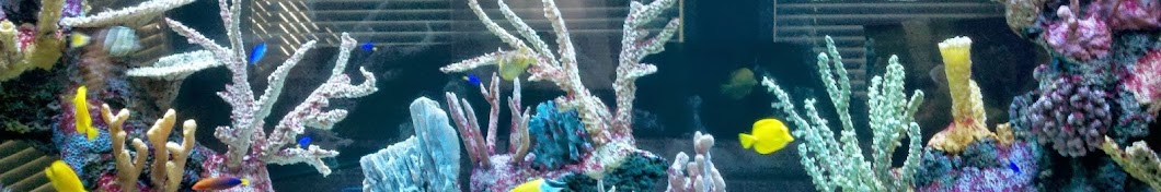 Aquarium Network رمز قناة اليوتيوب