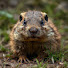 QV9ydKg-oS0-channel-avatar-FilthyGopher