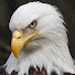 oM3KjQvN9fI-channel-avatar-Jamerican Life