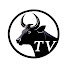 a5tPd7NAlm8-channel-avatar-TOROS BRAVOS TV