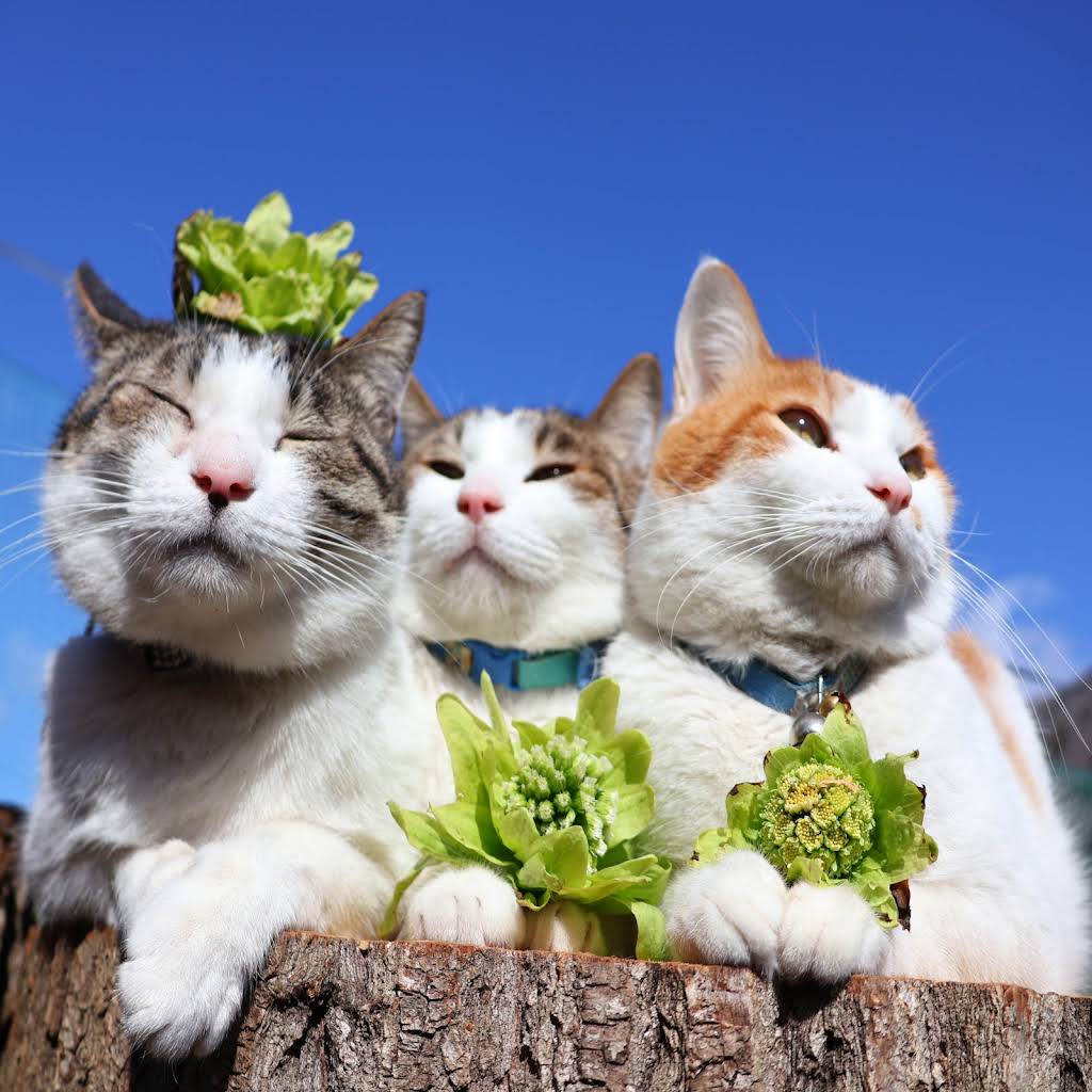 のせ猫 ふわふわしゅしゅ のせ猫 260411 - YouTube