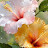 @Viji-s2c