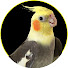 tzf0QfNW-j4-channel-avatar-Cockatiel Lovers VLOG