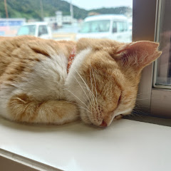 猫島物語アイコン画像