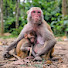 VJgRxFN5fVk-channel-avatar-Only Monkey 