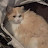 @DD-ib8yz
