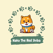 Haku The Red Shiba