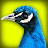 Pole Peacock