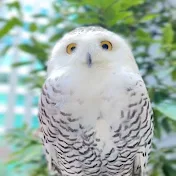 シロフクロウのミンティ