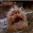 @TortoiseParadoX Avatar
