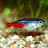 FishFan20GallonLong