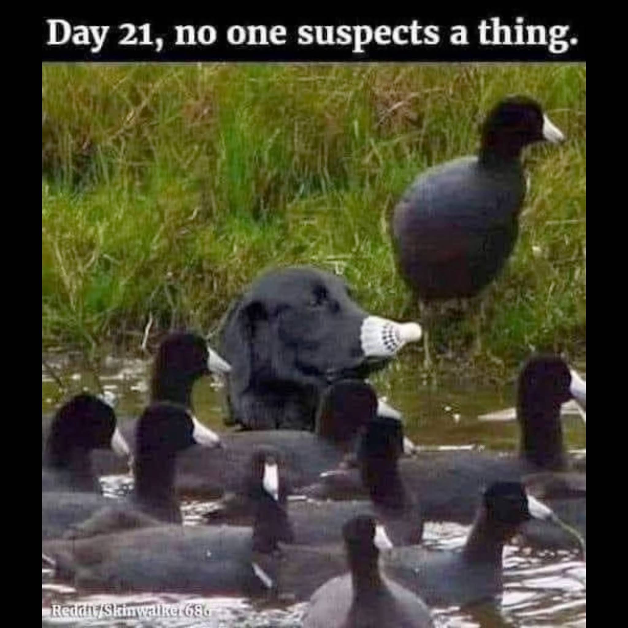 Post from Cop Humor