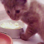 THE CAT [PETS] EATS ASMR FOOD