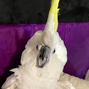 Cockatoo Life 