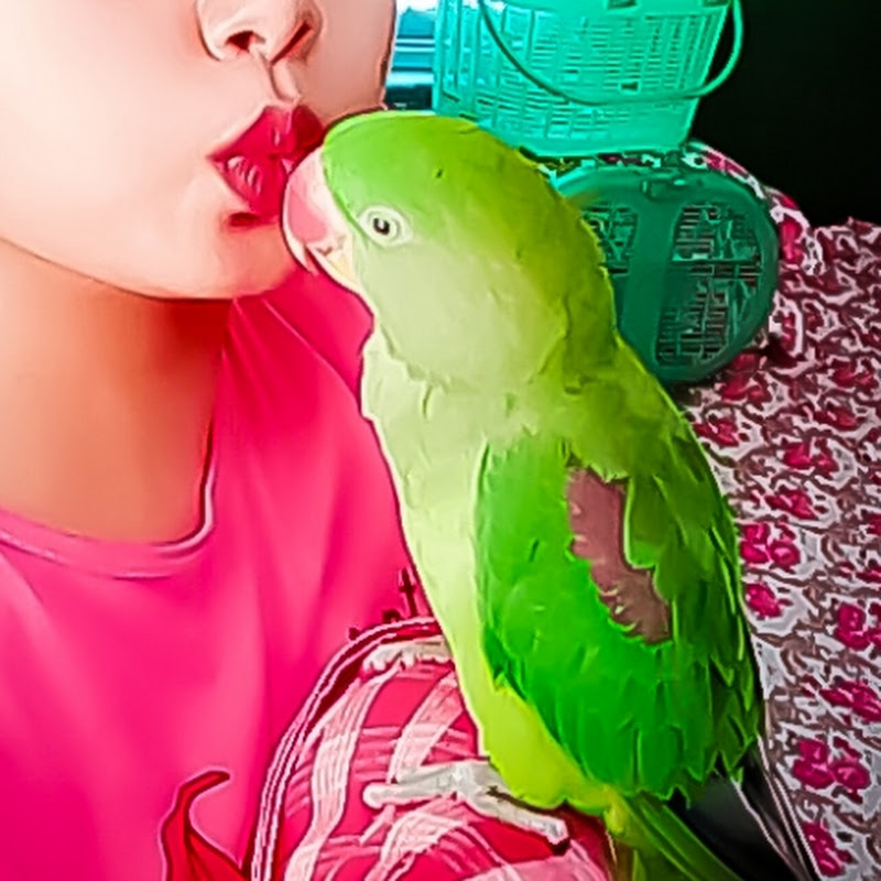 Chiku parrot 