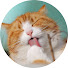 70bOVidQGYM-channel-avatar-Japan Cat Travels