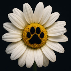 【ネコニチ】nekonitiアイコン画像