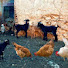 Vqg2ex234MI-channel-avatar-جبال الريف Hoceima 